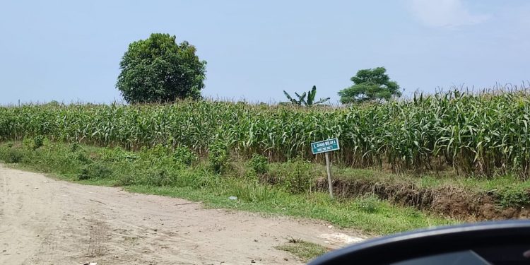 Diduga Lahan PTPN II Dikuasai Mafia Tanah, Rahmat Kurniawan: Akan Kita Lakukan Pengecekan Aset