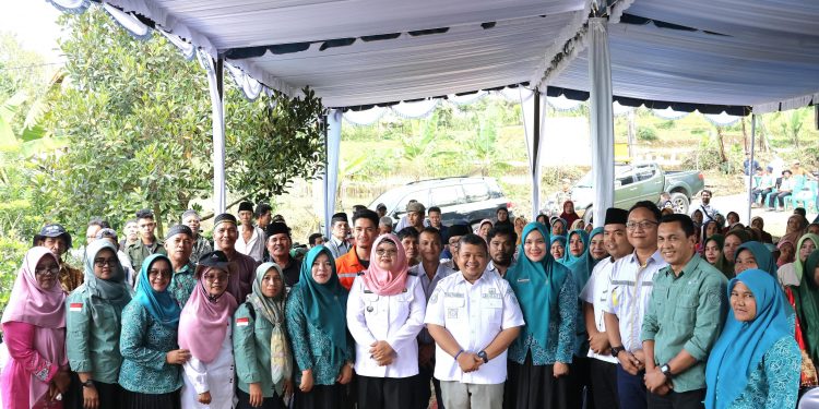 Bupati dan Ketua TP PKK Tapsel Lakukan Panen Perdana Bawang Merah Bersama Koptan Desa Simaninggir