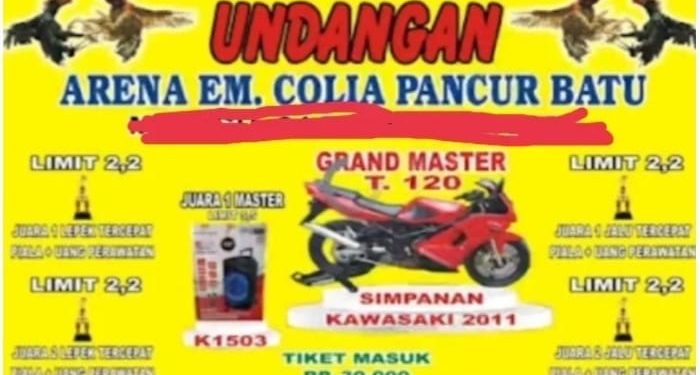 Judi Sabung Ayam Diduga Dikelola Oknum Colia Sembiring Bebas Bermain, Warga Minta Polda Sumut Segera Grebek