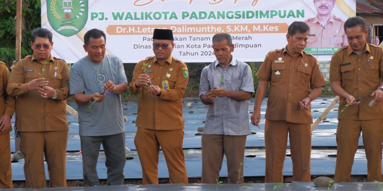 Tanam Cabai 10 Ha Menjadi Salah Satu Langkah Konkrit Pj. Walikota Padangsidimpuan Kendalikan Inflasi Daerah