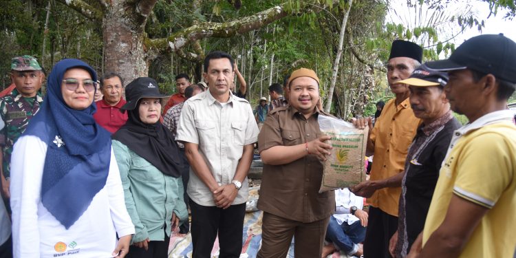 Bupati Tapsel Bersama Masyarakat Hadiri Penanaman Bibit Varietas Unggul Di Kecamatan Sipirok