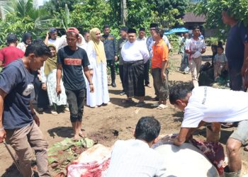 Bupati Dolly Pasaribu Bersama Ketua TP PKK Tapsel Tinjau Tiga Lokasi Pemotongan Hewan Kurban