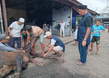 Drs. H Margono MM, Ketua Yayasan Universitas Batuta Berkurban 11 Ekor Sapi di Idul Adha 2024