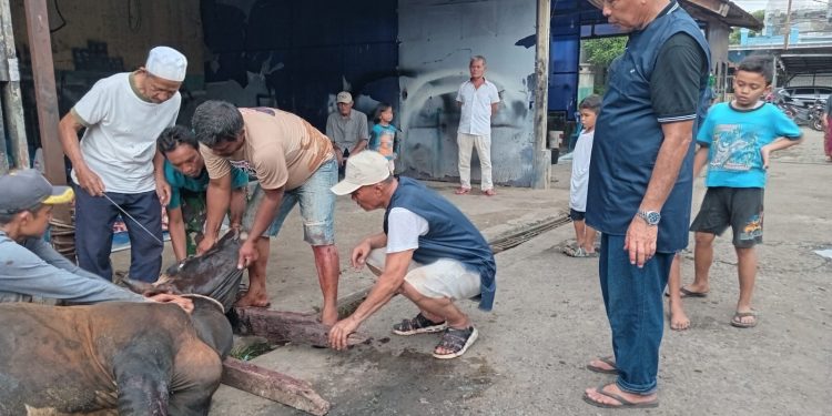 Drs. H Margono MM, Ketua Yayasan Universitas Batuta Berkurban 11 Ekor Sapi di Idul Adha 2024