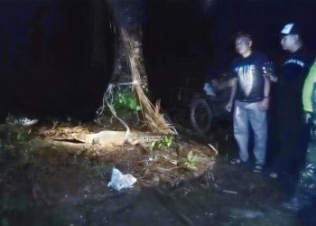KPH, TNI, Polri Dan Masyarakat Ikut Serta Merelokasi Buaya Ke Habitatnya