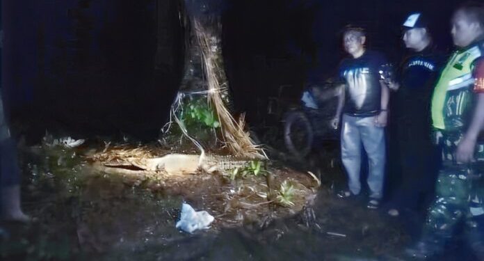 KPH, TNI, Polri Dan Masyarakat Ikut Serta Merelokasi Buaya Ke Habitatnya