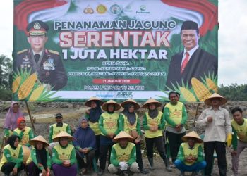 Pemkab Labusel Turut Sukseskan Program Penanaman Jagung Serentak
