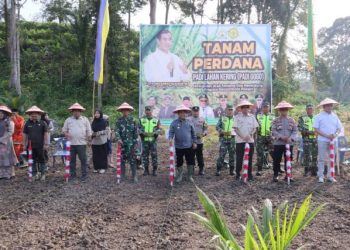 Program Swasembada Pangan Yaitu, Memperluas Areal Tanam padi di Aceh Tamiang Dengan Memanfaatkan Lahan Program PSR.