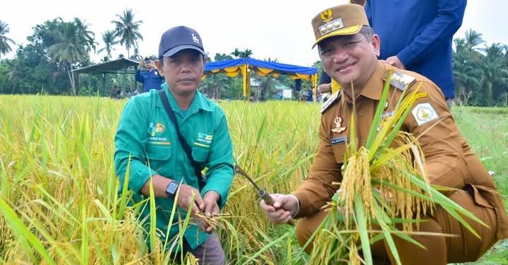 Bupati Armia Fahmi, MH, Memberikan Apresiasi Kepada Petani Mengikuti Kegiatan Panen Raya Padi Secara Nasional