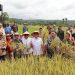 Disiarkan Dari Desa Pargarutan Julu, Bupati Tapsel Panen Raya Bersama Presiden RI