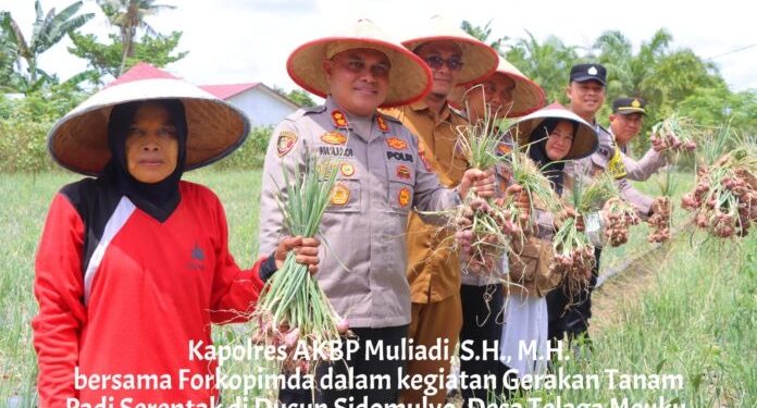 Forkopimda Aceh Tamiang  Adakan Kegiatan Gerakan Tanam Padi Serentak Dihadiri Kapolres Aceh Tamiang AKBP Muliadi, SH, MH