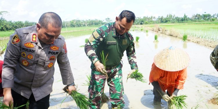 Kapolres Aceh Tamiang AKBP Muliadi  Hadiri Panen Bawang Mengatakan, Peran Aktif Polri Dalam Hal Ketahanan Pangan Pekarangan Bergizi Sangat Dibutuhkan