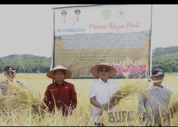 Bupati Tapsel Pimpin Langsung Kegiatan Panen Raya Padi di Desa Pargarutan Jae