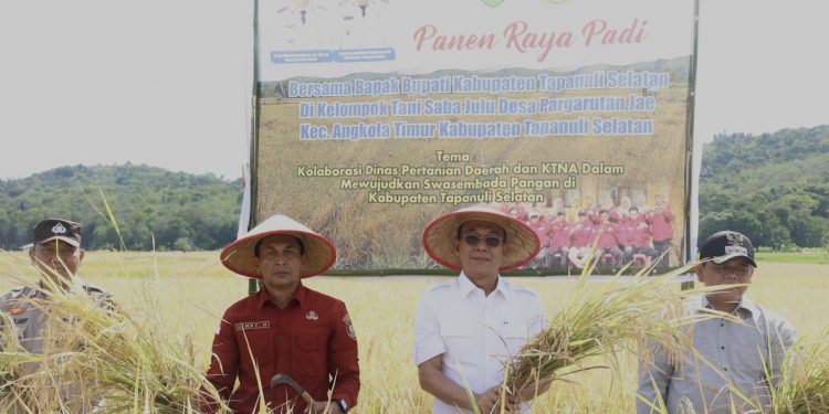 Bupati Tapsel Pimpin Langsung Kegiatan Panen Raya Padi di Desa Pargarutan Jae