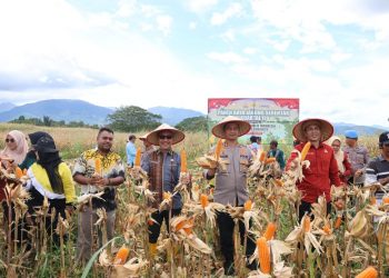 Gelar Panen Raya Jagung Serentak Kuartal II Dipimpin Langsung Oleh Presiden RI Dilaksanakan Secara Hybrid