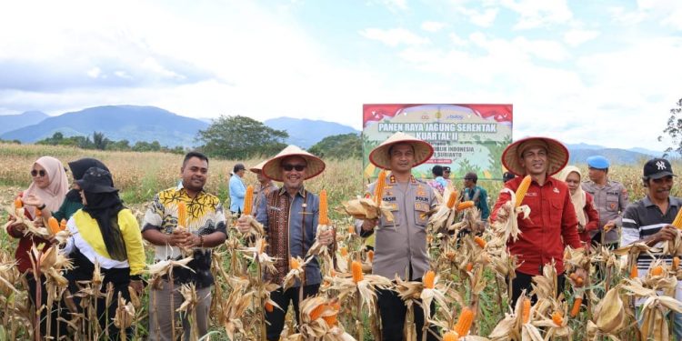 Gelar Panen Raya Jagung Serentak Kuartal II Dipimpin Langsung Oleh Presiden RI Dilaksanakan Secara Hybrid