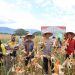 Gelar Panen Raya Jagung Serentak Kuartal II Dipimpin Langsung Oleh Presiden RI Dilaksanakan Secara Hybrid