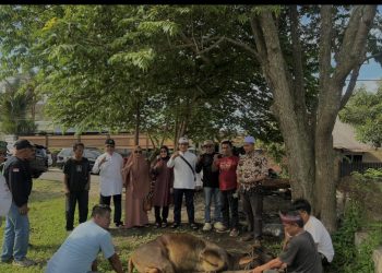 Cerita Siantar Dulu (CSD) Laksanakan Pemotongan Hewan Kurban Idul Adha 1446 H di Depan Krabat Kopi