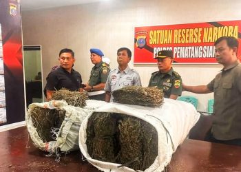 Ditemukan 2 Karung Goni Ganja Seberat 49 Kilogram di Belakang Kampus USI Kota Pematangsiantar
