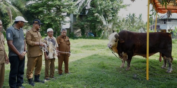 Bupati Armia Serahkan 2 Ekor Sapi Kurban dari Presiden Prabowo