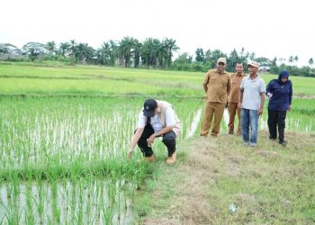 Pemkab Aceh Tamiang Terus Mempercepat Rehabilitasi dan Rekonstruksi Lahan Pertanian